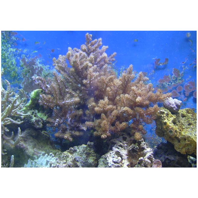 Coral Kenya Tree Capnella sp. - imagine 4